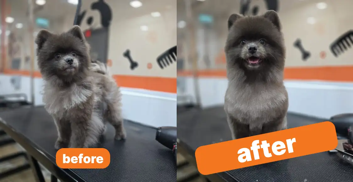 Bailey & Patch Grooming Highlight 1