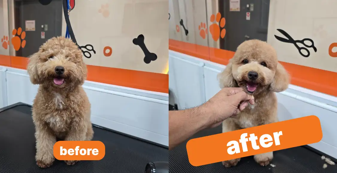 Bailey & Patch Grooming Highlight 2