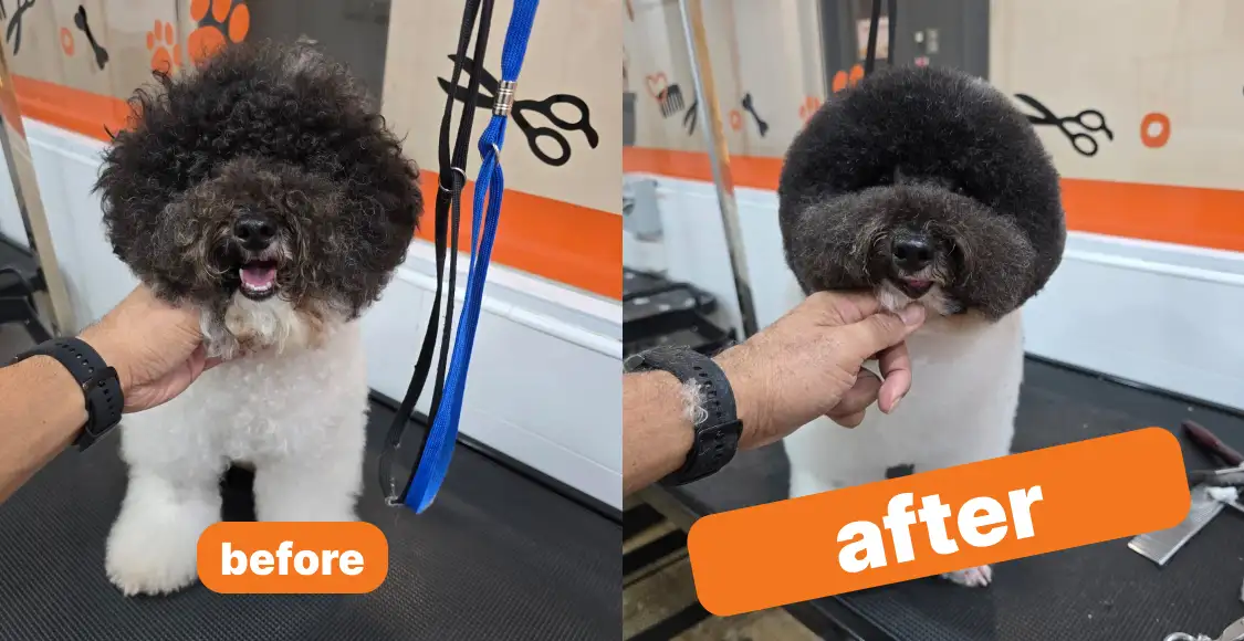 Bailey & Patch Grooming Highlight 3