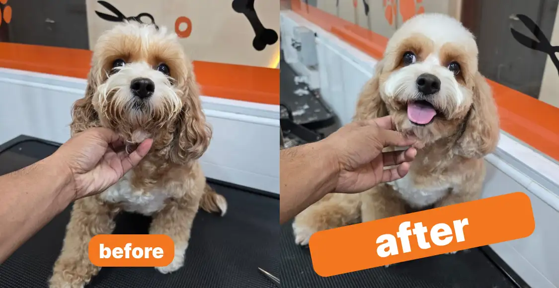 Bailey & Patch Grooming Highlight 4